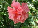 Hibiscus Double pink 